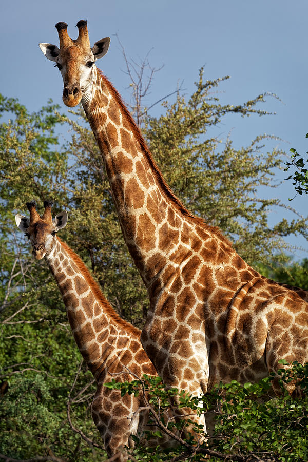 Two giraffes in the Klaserie Reserve, Greater Kruger National Park Photograph by Mark Meredith