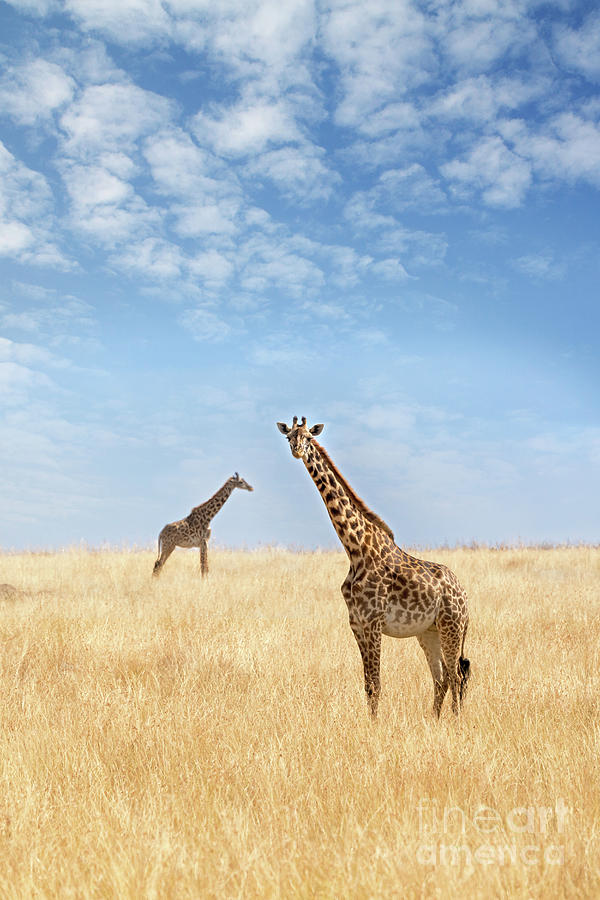 Two giraffes in the Masai Mara Photograph by Jane Rix