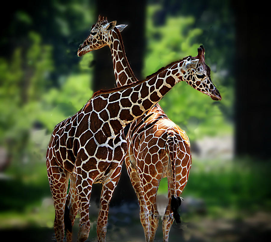 Two Giraffes Photograph by Karen McKenzie McAdoo