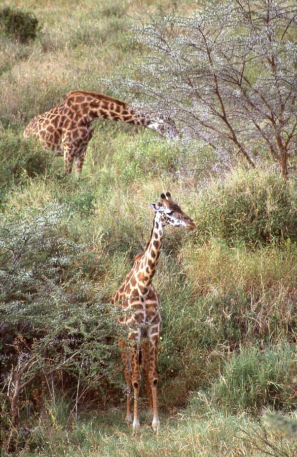 Two Giraffes Looking 4 Food Photograph by Russel Considine