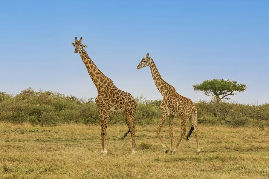 Two Giraffes on the Grassy Plain Photograph by Lindley Johnson