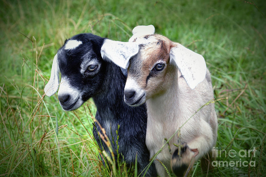Two Goat Kids In Field Photograph