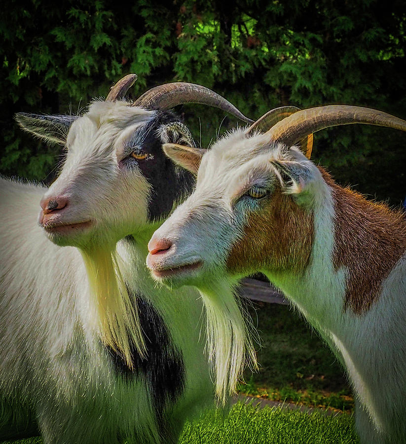 Two Goats 648 Photograph By James C Richardson