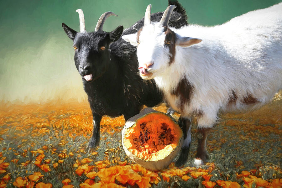 Two Goats Eating Squash Photograph by Donna Kennedy