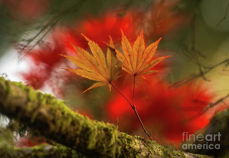 Two Golden Maple Leaves Photograph by Mike Reid