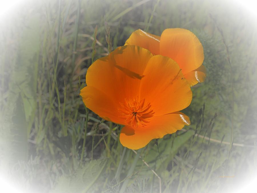 Two Golden Poppies Photograph by Richard Thomas