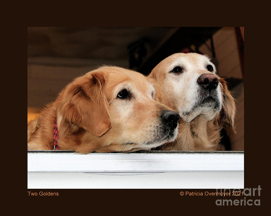Two Goldens Photograph by Patricia Overmoyer