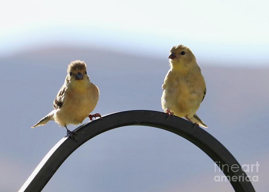 Two Goldfinches Hang Out Photograph by Carol Groenen