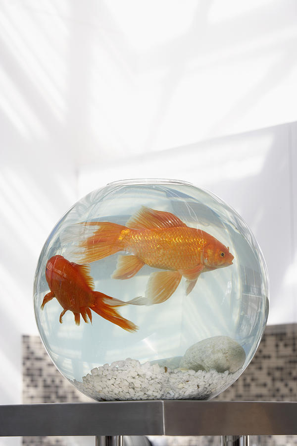 Two Goldfish in Bowl Photograph by Fuse