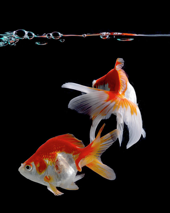 Two Goldfish Photograph by John Manno