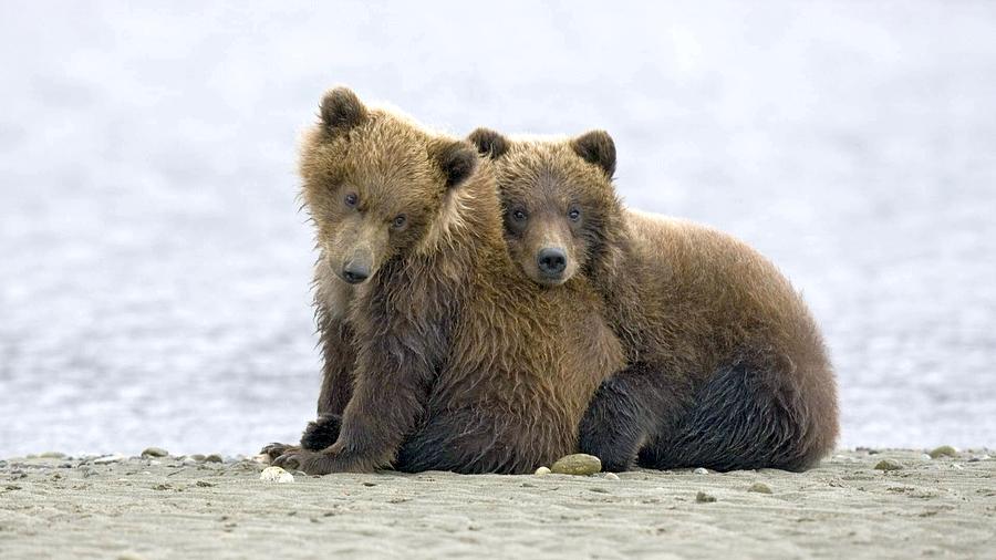 Two Gorgeous Cute Grizzly Bear Cubs Ultra HD Photograph by Astonishing ...