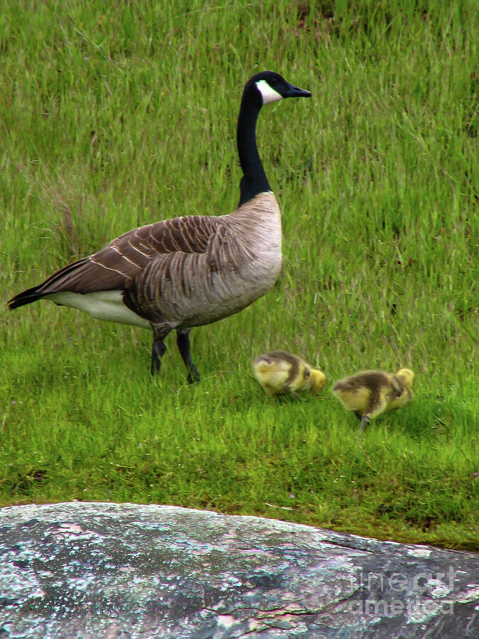 Two Goslings Photograph by Robert Bales - Fine Art America