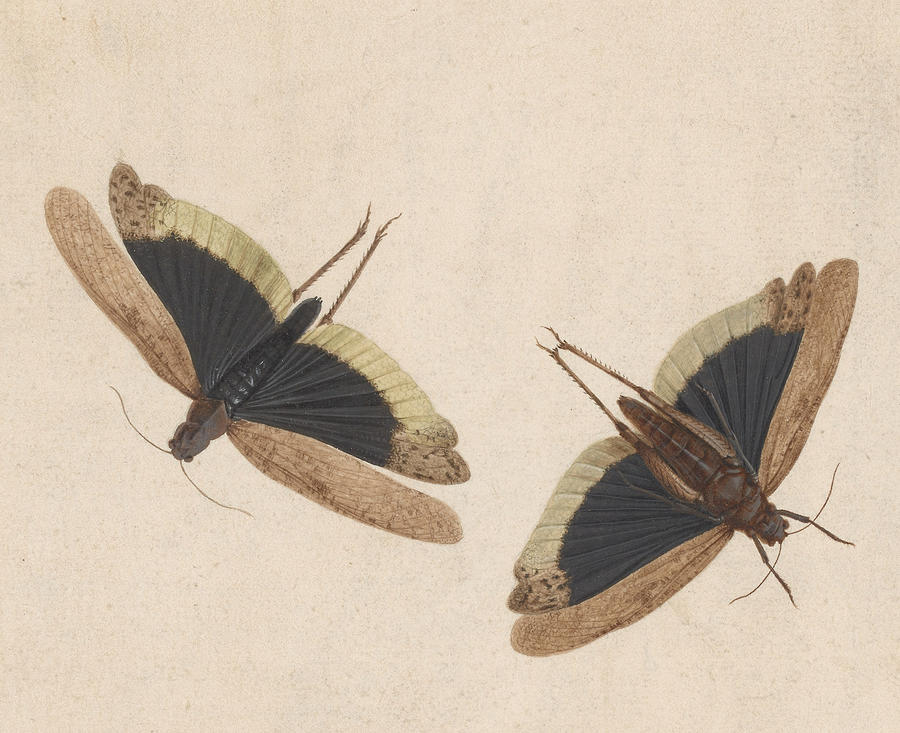 Two Grasshoppers Drawing by Herman Henstenburgh