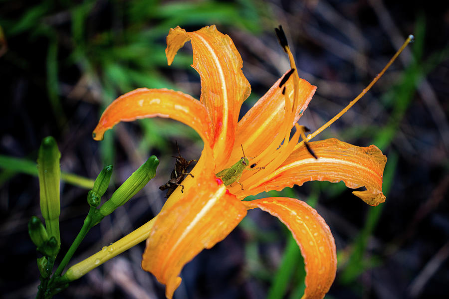 Two grasshoppers on orange daylily Photograph by Adelaide Lin