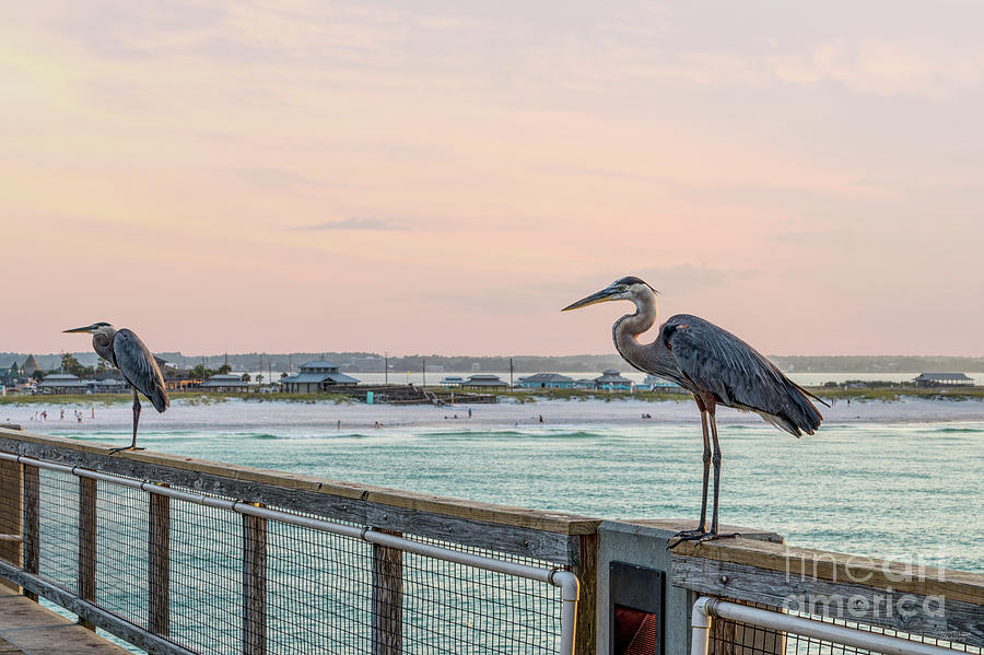 Two Great Blue Herons Photograph by Jennifer White