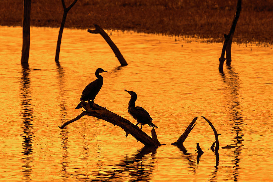 Two Great Cormorants at Sunset Photograph by Arterra Picture Library