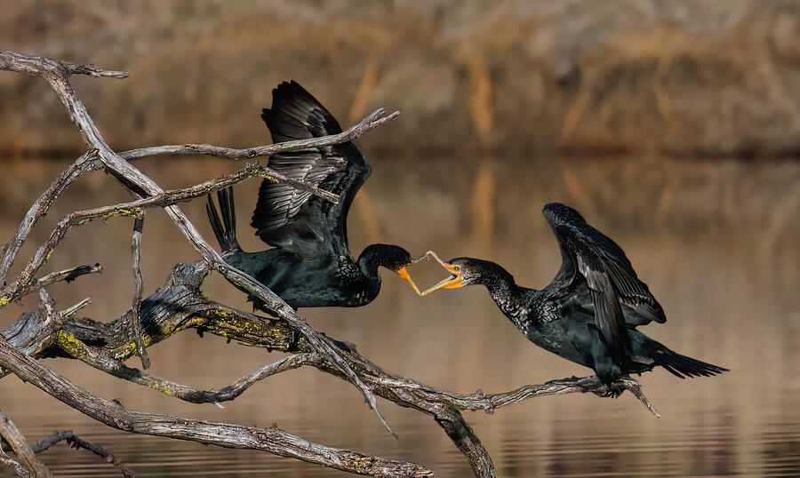 Two Great Cormorants Nipping At Each Other Photograph