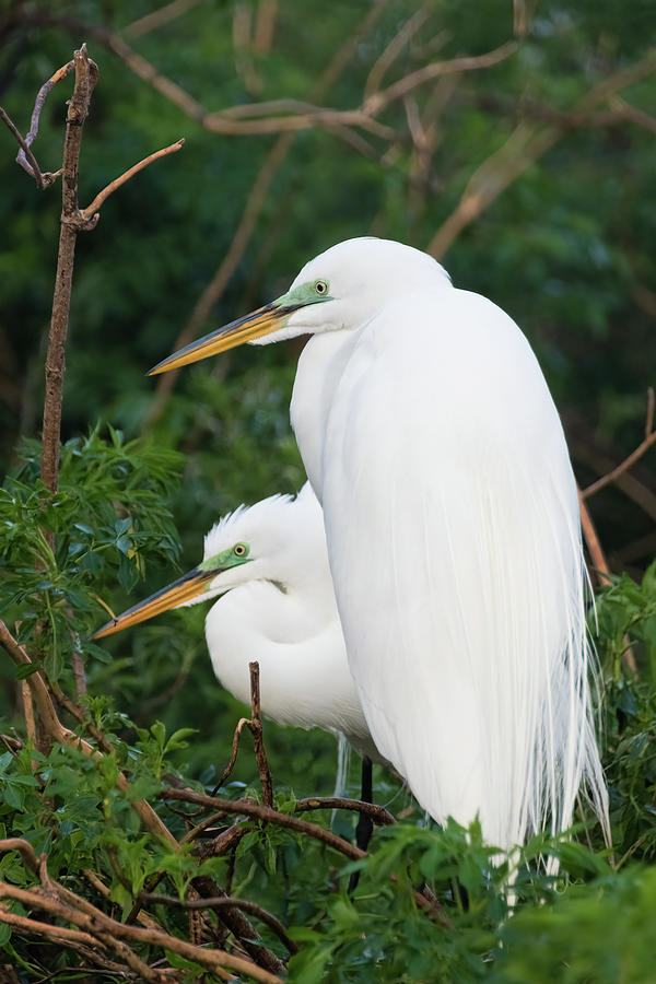 Two Great Egrets Photograph by Dawn Currie