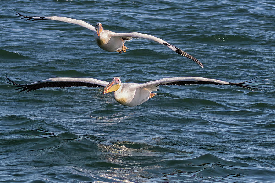 Two Great White Pelican Flying Photograph by Belinda Greb