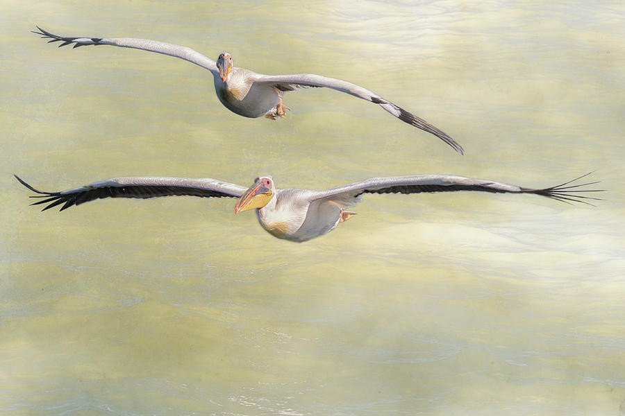 Two Great White Pelican Flying with texture Photograph by Belinda Greb