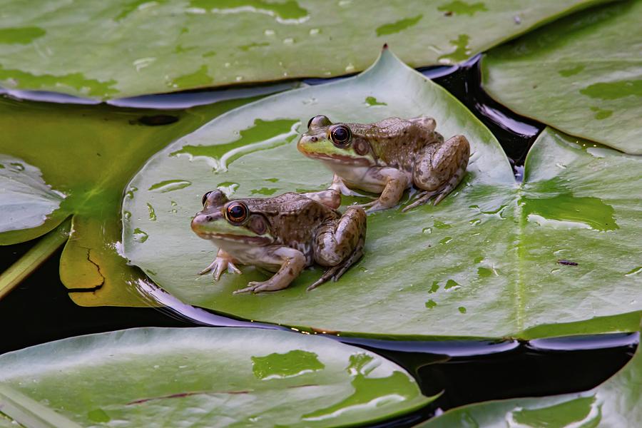 Two Green Frogs Lily Pads Photograph