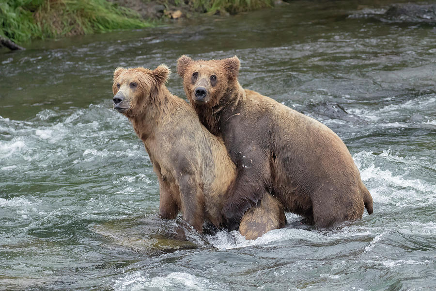 Two Grizzly Bears Mating Photograph by Mark Kostich - Fine Art America