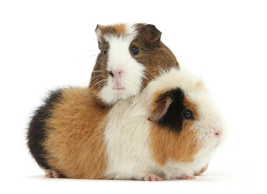 Two Guinea pigs Photograph by Warren Photographic