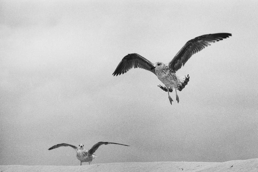 Two Gulls Landing, Island Beach State Park, NJ Photograph by Stephen Russell Shilling