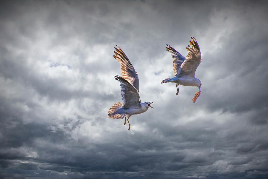 Two Gulls Mid-Air Fighting Over Food Photograph by Randall Nyhof