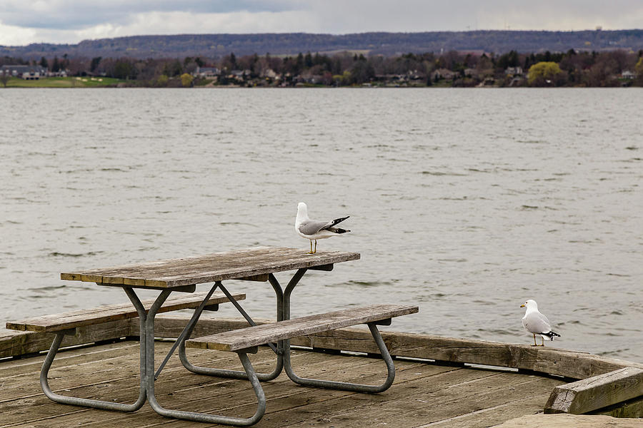 Two gulls on a deck Photograph by SAURAVphoto Online Store