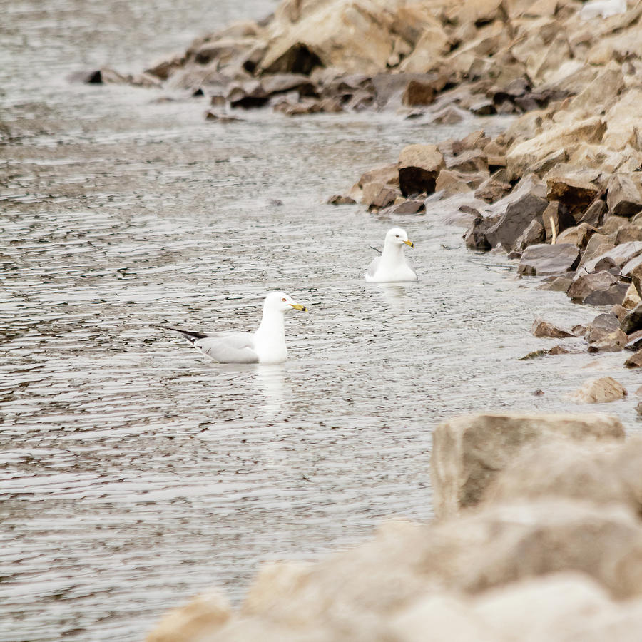 Two gulls on the water Photograph by SAURAVphoto Online Store