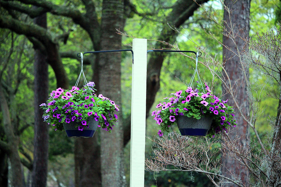 Two Hanging Pansy Baskets Photograph by Cynthia Guinn