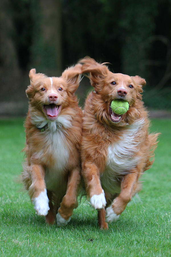 Two happy dogs playing ball running shoulder to s Photograph by Sandra Clegg