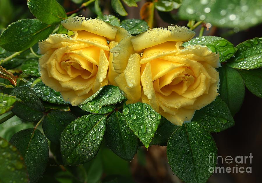 Two Happy Roses Photograph by Richard Thomas