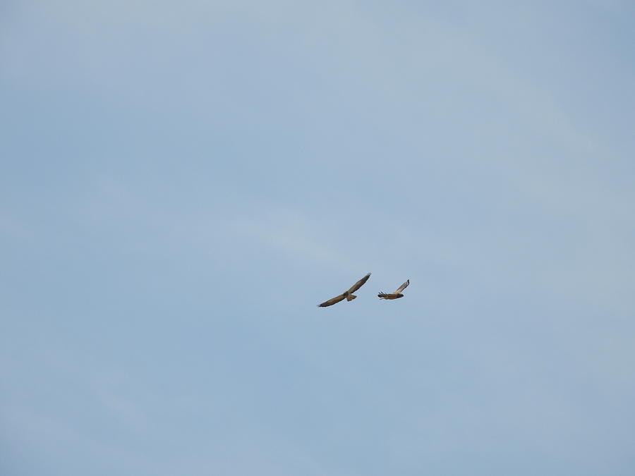 Two Hawks in Flight Photograph by Amanda R Wright
