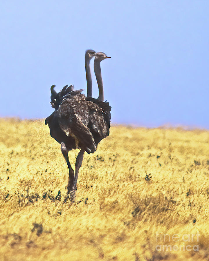 Two Headed Ostrich, Tanzania, Africa Photograph by Don Schimmel