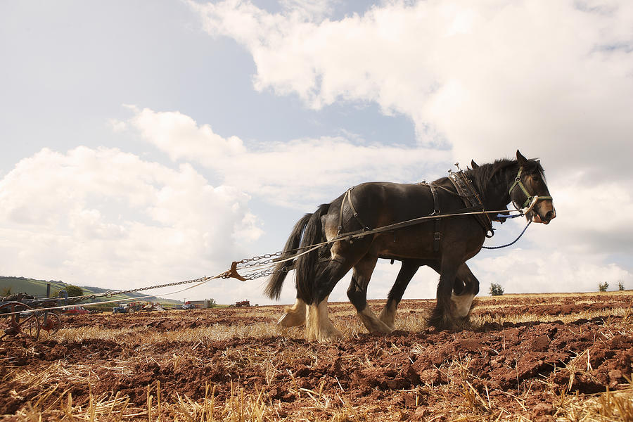 Two Heavy Horses Pulling Plough Photograph by John Slater
