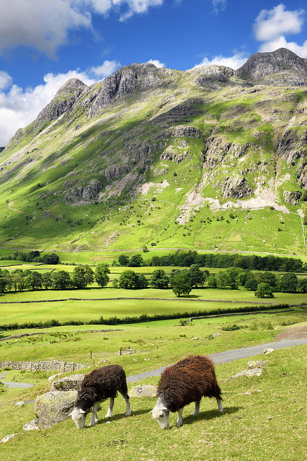 Two Herdwick sheep grazing in Great Langdale valley under Pike o Photograph by Reimar Gaertner