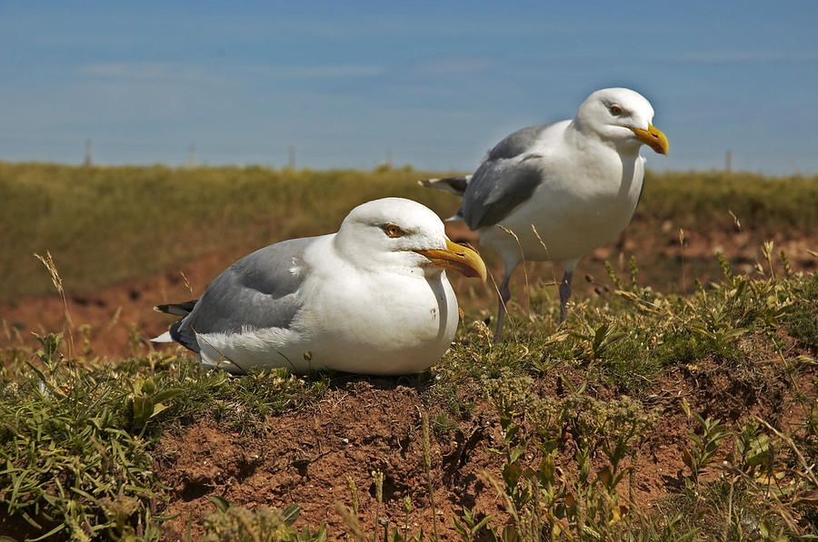 Two Herring Gulls (Larus argentatus), Helgoland Island, Schleswig-Holstein, Germany Photograph by Bernd Mehmen