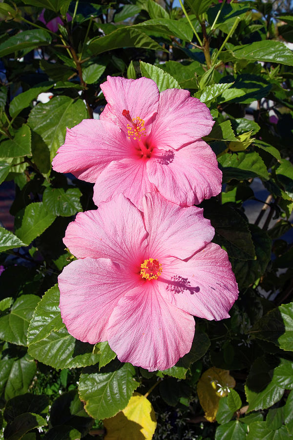 Two Hibiscus Flowers Photograph by Sally Weigand