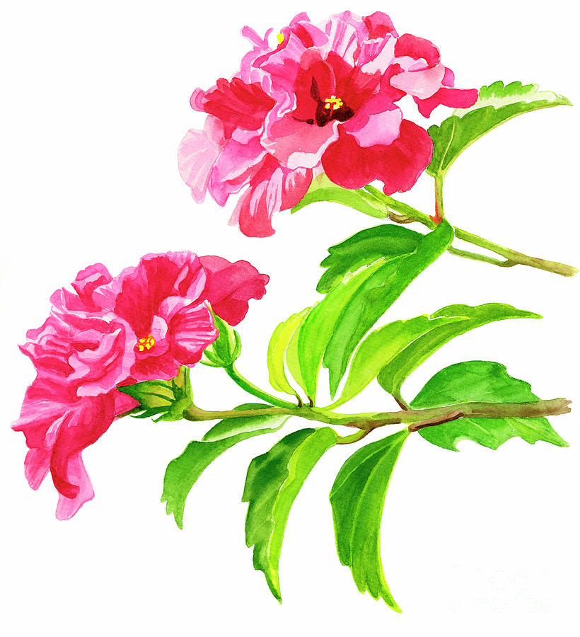 Flower Painting - Two Hibiscus Rosa Sinensis Blossoms by Sharon Freeman