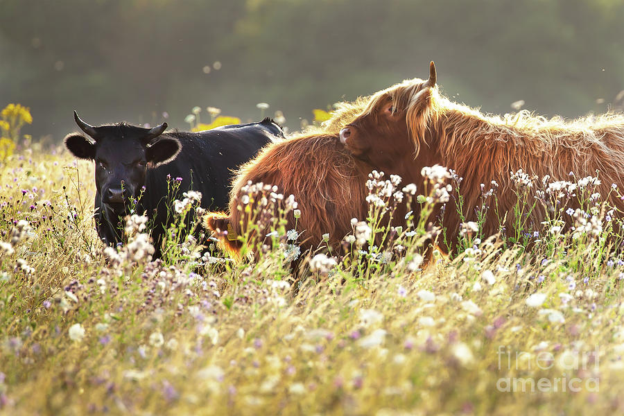 Two highland cows together in a meadow Photograph by Simon Bratt