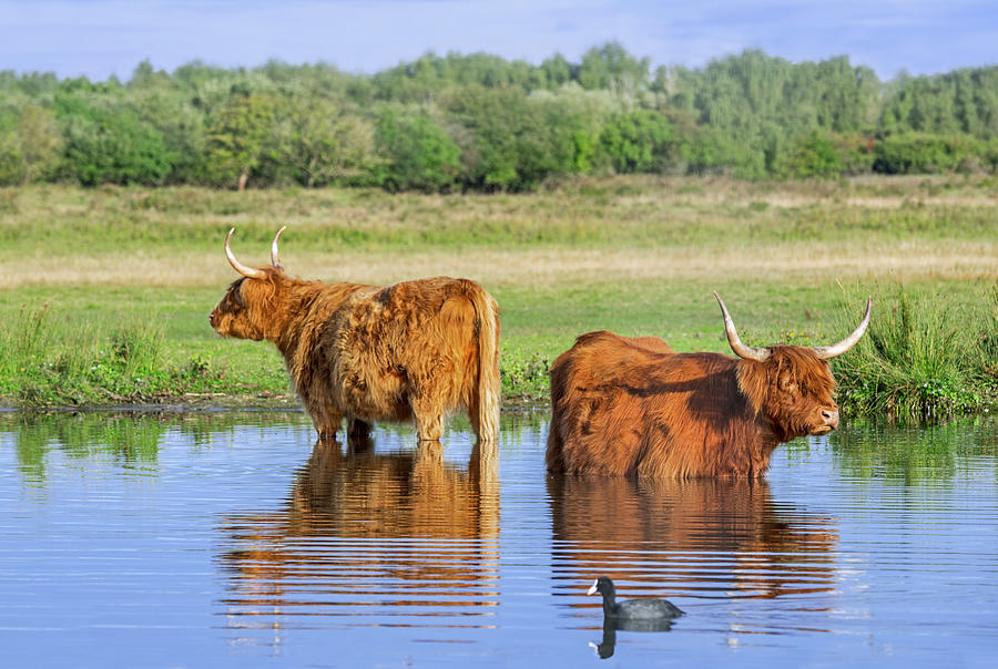 Two Highlanders Wading in Lake Photograph by Arterra Picture Library
