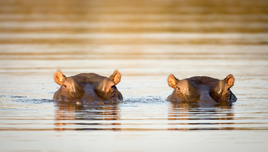 Two hippos in the water Photograph by EEI_Tony