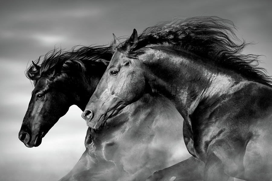 Two Horse Heads - black-white Digital Art by Steve Ladner