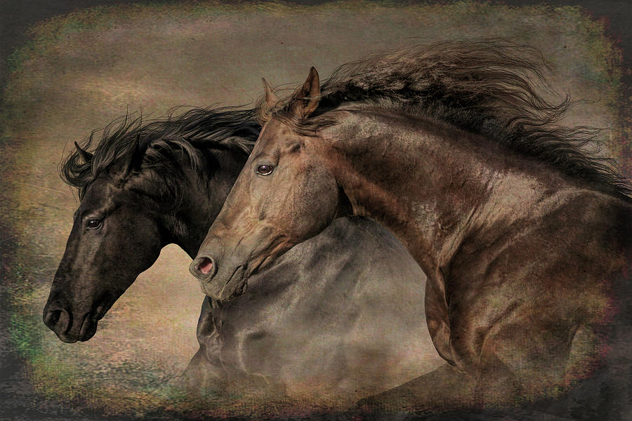Two Horse Heads - deep color Digital Art by Steve Ladner