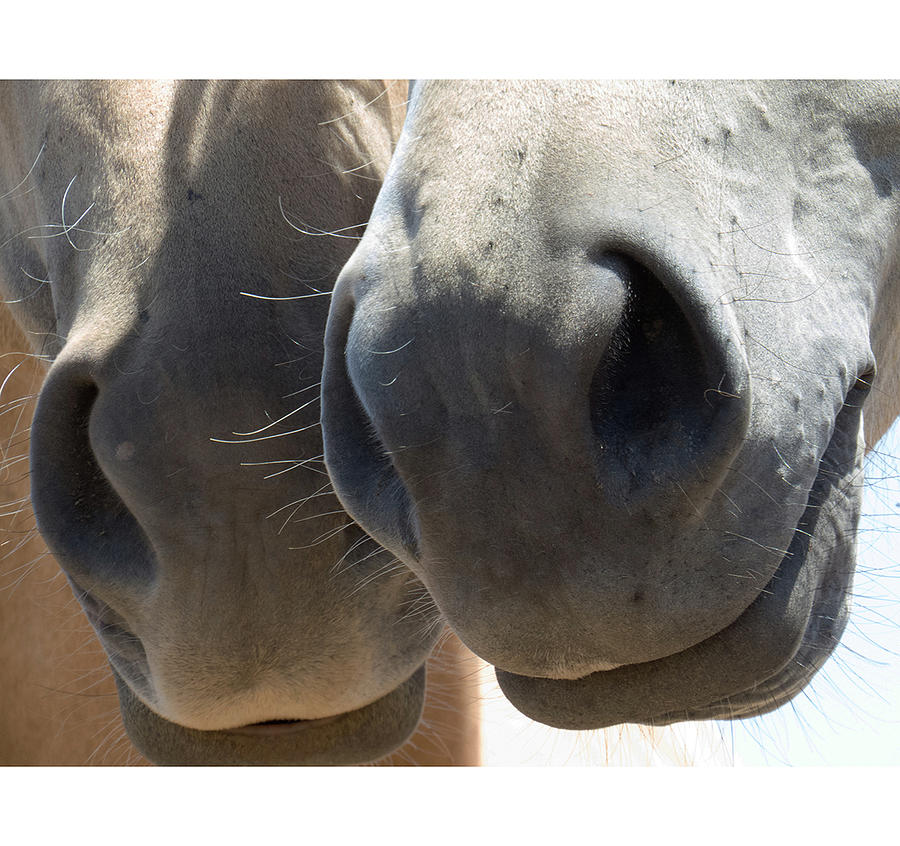 Two Horse Muzzles Photograph by Christy Garavetto