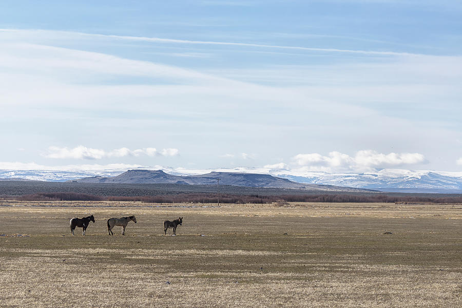 Two Horses and a Donkey in Harney County Photograph by Belinda Greb