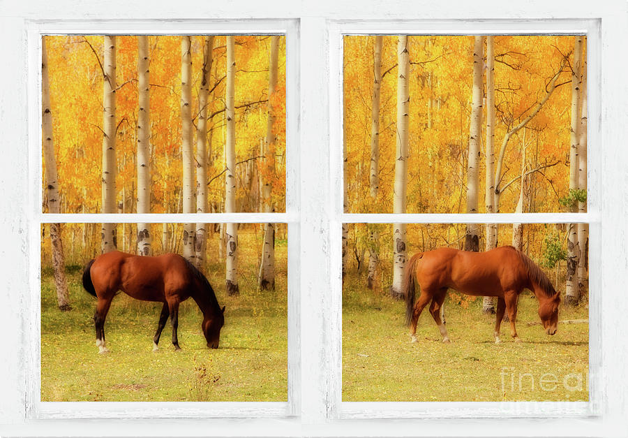 Two Horses and Aspen Trees Whitewash Picture Window View Photograph by James BO Insogna