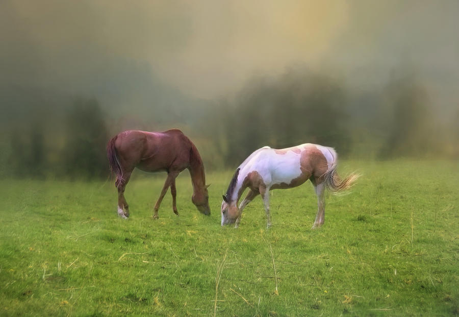 Two Horses Photograph by Bellesouth Studio